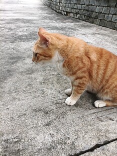 蹲坐于地的橘色猫咪
