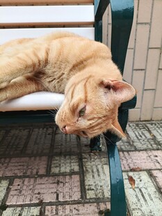 长椅上酣睡的橘猫