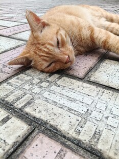 酣睡的橘猫