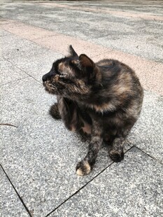 蹲坐的玳瑁猫