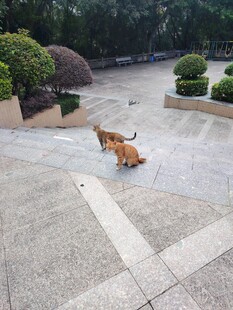 公园中漫步的橘色猫咪