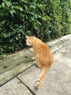 橘猫于木栈道上回望