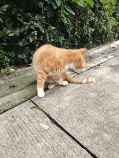 橘猫于石板路伸展身姿