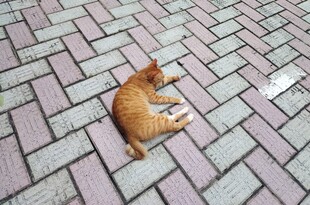 砖瓦路上的休憩小猫