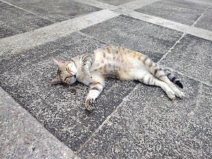 街头猫咪惬意躺卧