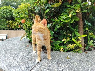 橘猫好奇张望绿植