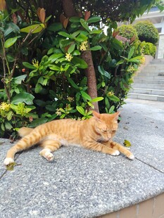 石板上休憩的橘色猫咪