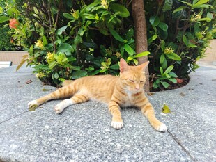 橘猫悠闲躺于绿植旁