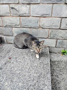 石台上休憩的可爱猫咪