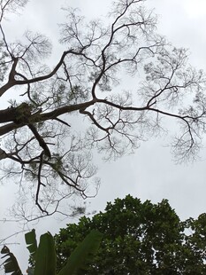 仰观枝干虬曲的高大树木