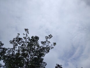 树梢之上的多云天空