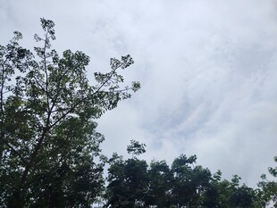 树梢之上的天空景象