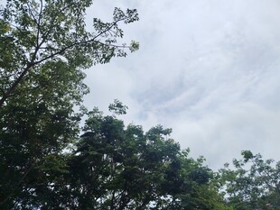 树梢上的天空与枝叶