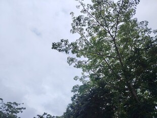 仰视葱郁树木