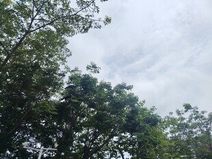 绿树蓝天间的清新景致