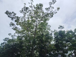 挺拔绿树于蓝天白云下