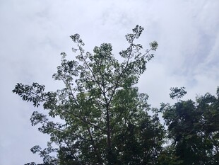 天空下的繁茂绿树