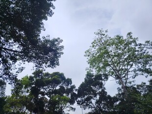 茂密树林中的天空景象