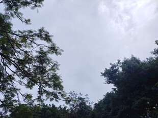 林间树梢望天空