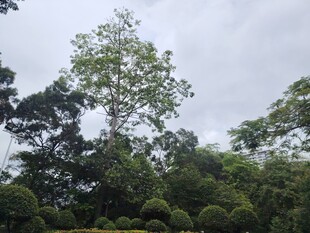 茂密丛林中的高大树木
