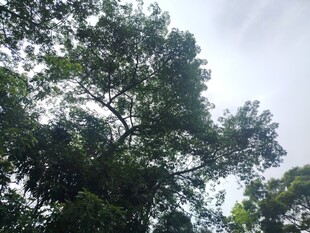 茂密树林中的高大树冠