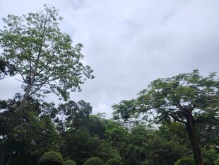 茂密树林中的树梢景观