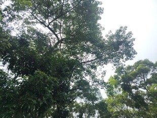 茂密树林中的繁茂树冠