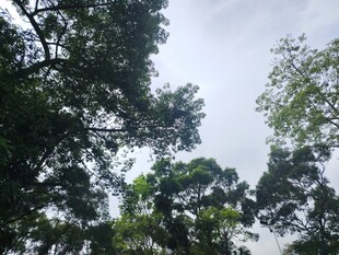 仰视繁茂绿树天空景色