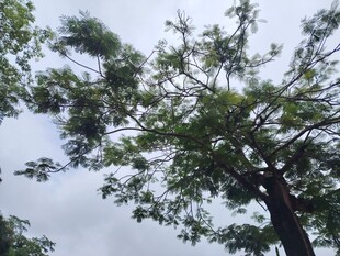 高大绿树映衬蓝天