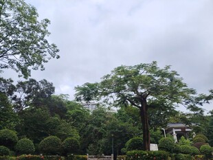 绿意盎然的园林景观