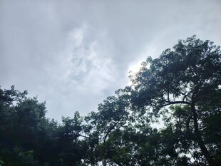 林间树梢与天光