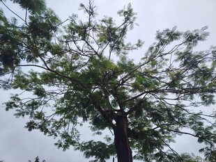挺拔绿树映灰白天空