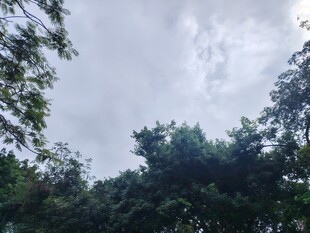 林间天空与繁茂树木