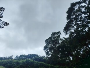 山林云雾间的葱郁景致