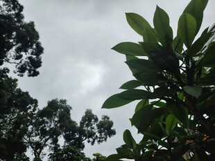 绿叶映灰天的自然景致