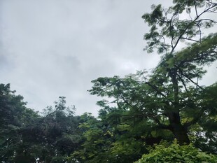 山林绿意