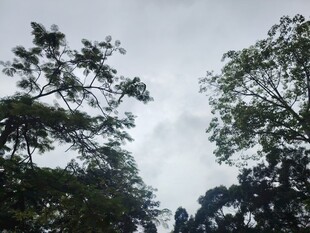 仰视茂密树林中的天空