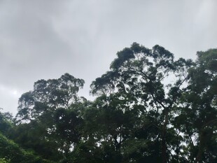 茂密树林