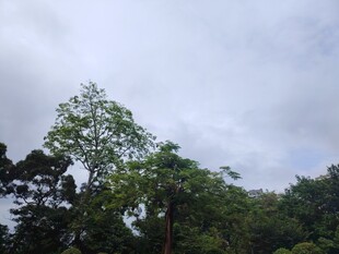 山林绿意