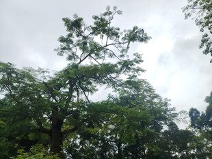 绿树映天际