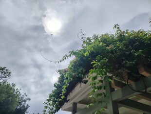 屋顶绿植