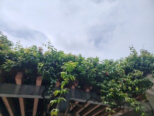 藤蔓缠绕的木质廊架景观