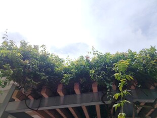 木质廊架上的繁茂绿植