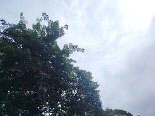 仰视绿树与朦胧天空
