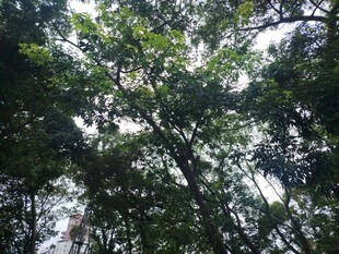 仰视茂密树林树冠