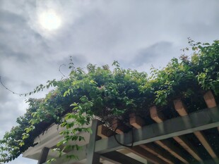 屋顶绿植景观
