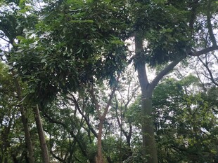 茂密丛林中的繁茂树冠