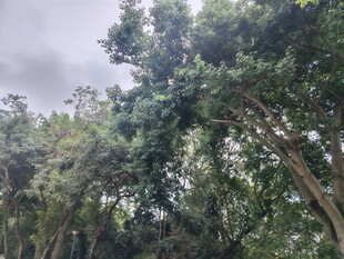 茂密树林中的葱郁树冠