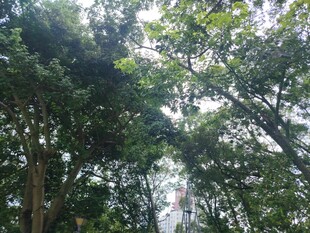 茂密树林中的绿意景致