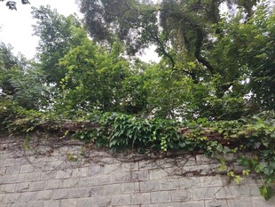石墙上的繁茂绿植
